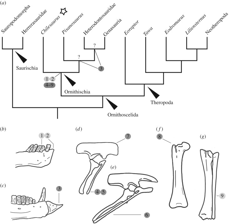 Ornithischian features of Chilesaurus . ( a ) Simplified tree with key acquisitions marked on; ( b ) right dentary of Chilesaurus (SNGM-1935) in lateral view; ( c ) right dentary of Heterodontosaurus (SAM-PK-K1332) in lateral view; ( d ) pelvic girdle of Chilesaurus SNGM-1936 in lateral view; ( e ) pelvic girdle of Agilisaurus (ZDM T6011) in lateral view; ( f ) right femur of Chilesaurus (SNGM-1935) in anterior view; ( g ) right tibia and fibula of Chilesaurus (SNGM-1935) in posterior view. Numb