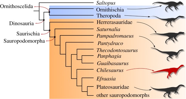 Reduced strict consensus tree with ordered characters depicting the phylogenetic relationships of Chilesaurus . (Online version in colour.)