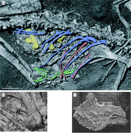 Abdominal region of Coelophysis bauri neotype (AMNH FR 7224). ( a ) Detail of abdominal cavity of AMNH FR 7224 showing posterodorsally intact stomach (dotted line) with preserved contents (AMNH FR 30616) highlighted in yellow. Right femur and left ilium, left femur (fe) and sacral vertebra (sv) of stomach content material. Intact gastralia in green, right dorsal ribs in blue and left dorsal ribs in red. Note that both left and right ribs lie above purported stomach remains in anteroventral porti