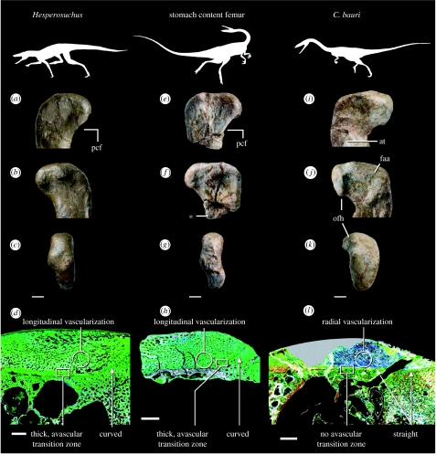 Comparative morphological and histological evidence illustrating Crocodylomorpha affinities of the Coelophysis bauri stomach contents. ( a – d ) Hesperosuchus agilis (AMNH FR 6758), right proximal femur in ( a ) lateral, ( b ) medial and ( c ) dorsal views, and ( d ) histological section from the medial metaphysis of cf. Hesperosuchus (GR 215; see electronic supplementary material). ( e – h ) Right proximal femur of stomach contents (AMNH FR 30616) in ( e ) lateral, ( f ) medial and ( g ) dorsal