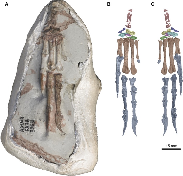 Coelophysis bauri left manus. (A) AMNH FARB 30631. (B) 3D reconstruction in dorsal view. (C) 3D reconstruction in palmar view (B) and (C) © American Museum of Natural History.