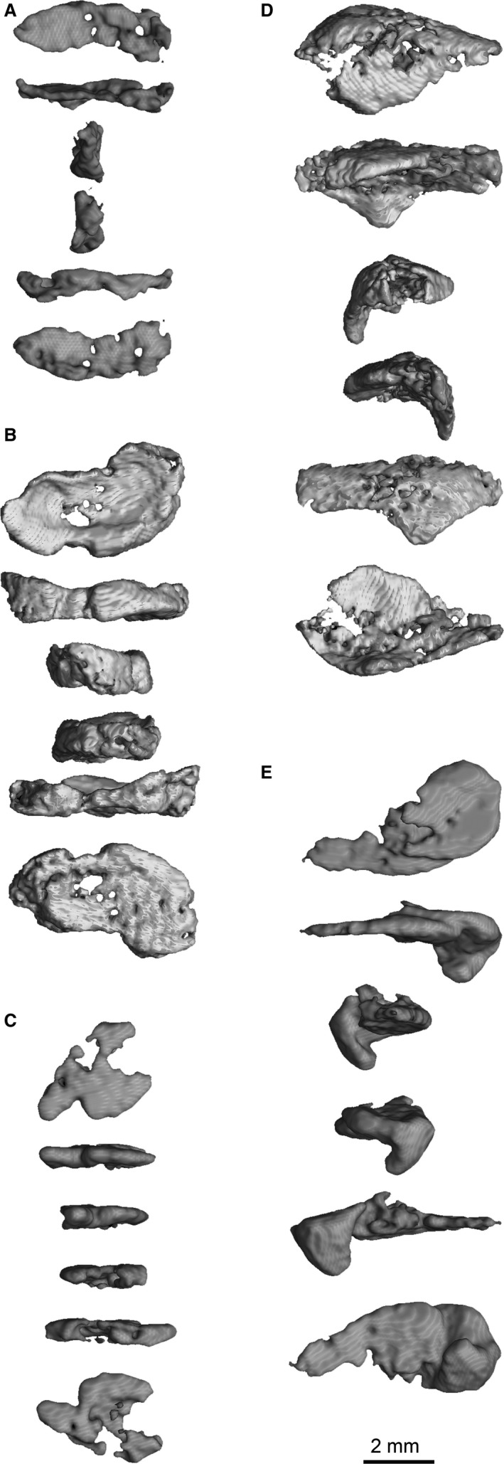 AMNH FARB 30631 Coelophysis bauri carpals. (A) Radiale. (B) Fused intermedium (?) and ulnare. (C) Centrale. (D) Fused distal carpals 1 and 2. (E) Fused distal carpals 3 and 4. All carpals are shown (respectively from top to bottom) in proximal, dorsal, medial, lateral, ventral/palmar, and distal views © American Museum of Natural History.