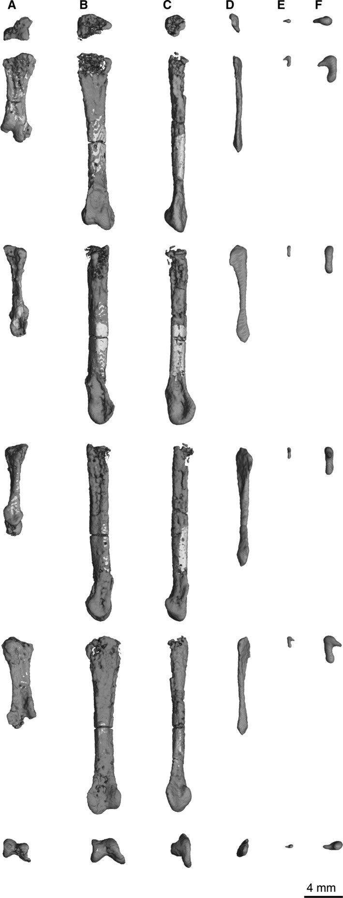 AMNH FARB 30631 Coelophysis bauri metacarpals (MCs). (A) MC I. (B) MC II. (C) MC III. (D) MC IV. (E) MC V. (F) Enlargement of (E) to show detail. All metacarpals are shown (from top of page to bottom) in proximal, dorsal, lateral, medial, ventral/palmar, and distal views © American Museum of Natural History.