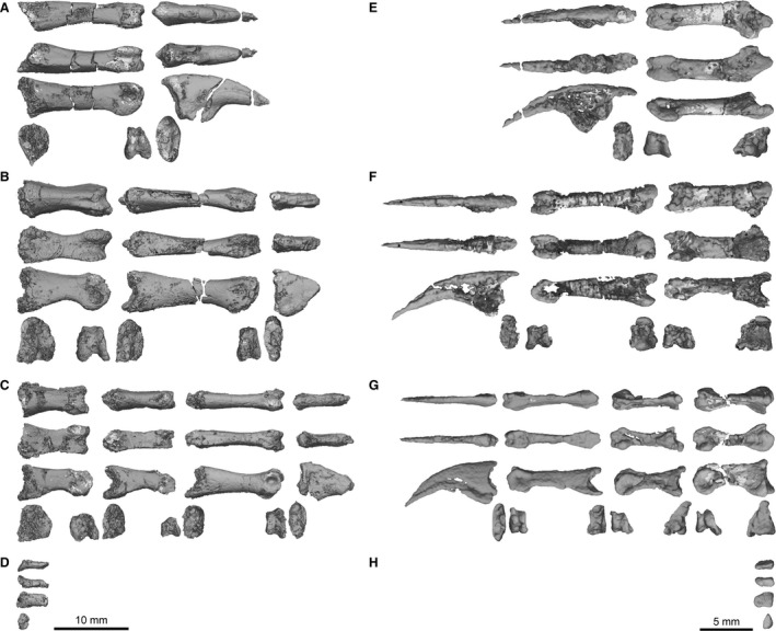 QG 577 Megapnosaurus rhodesiensis (A–D) and AMNH FARB 30631 Coelophysis bauri (E–H) manual phalanges. (A) M. rhodesiensis right phalanges I‐1 and I‐2. (B) M. rhodesiensis right phalanges II‐1, II‐2, and II‐3 (partial). (C) M. rhodesiensis right phalanges III‐1, III‐2, III‐3, and III‐4 (partial). (D) M. rhodesiensis right phalanx IV‐1. (E). C. bauri left phalanges I‐1 and I‐2. (F) C. bauri left phalanges II‐1, II‐2, and II‐3. (G) C. bauri left phalanges III‐1, III‐2, III‐3, and III‐4. (H) C. baur