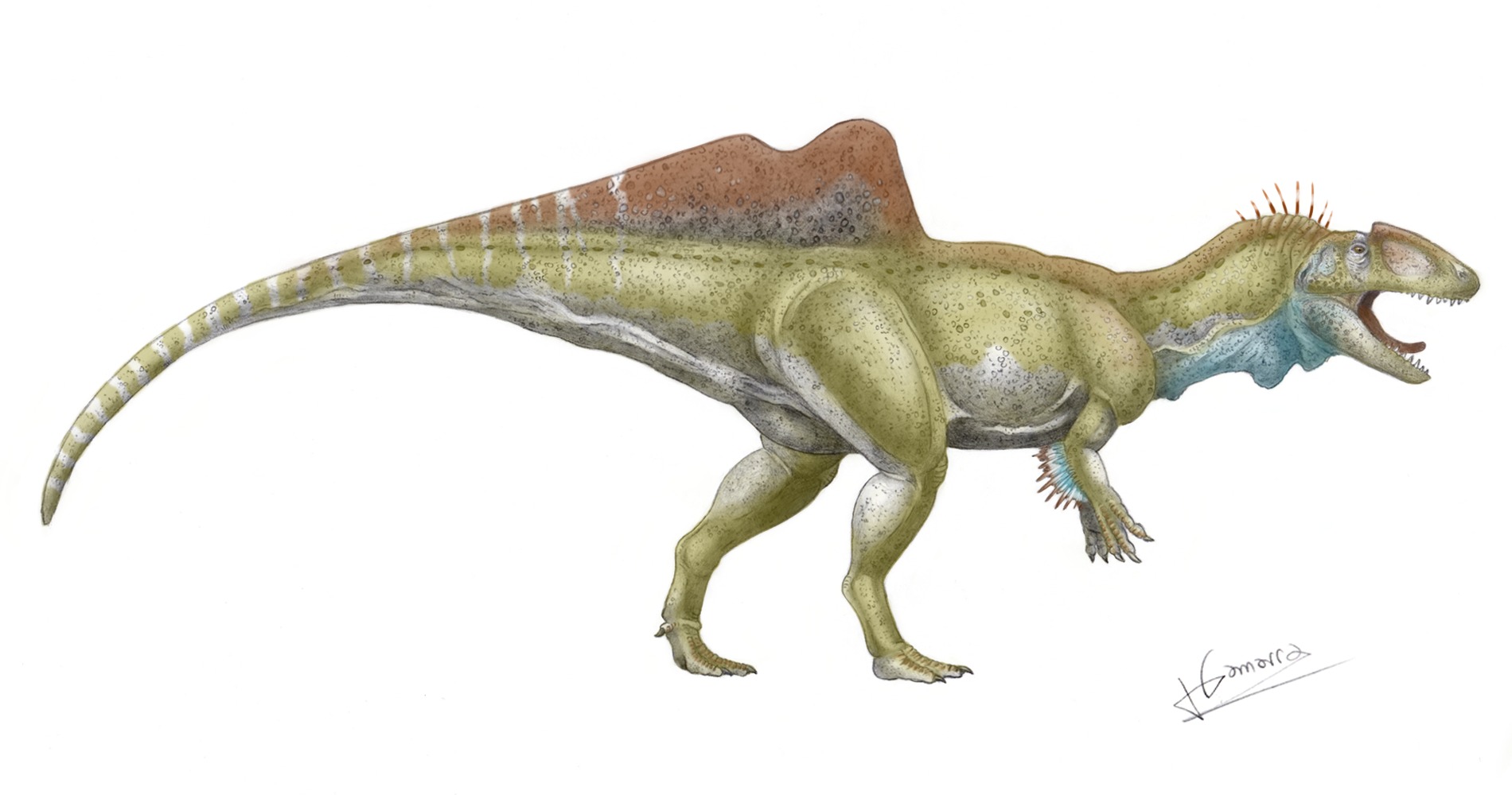 Concavenator corcovatus