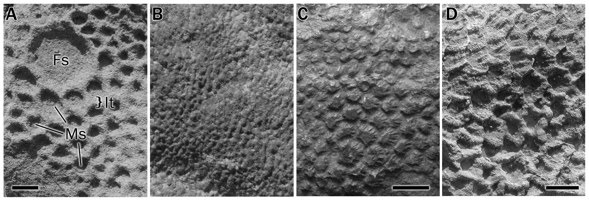 Figure 1. Hadrosaur scale morphology.