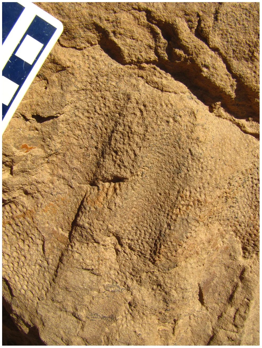Figure 3. Field photograph of the integument from the flank of a subadult Saurolophus angustirostris .
