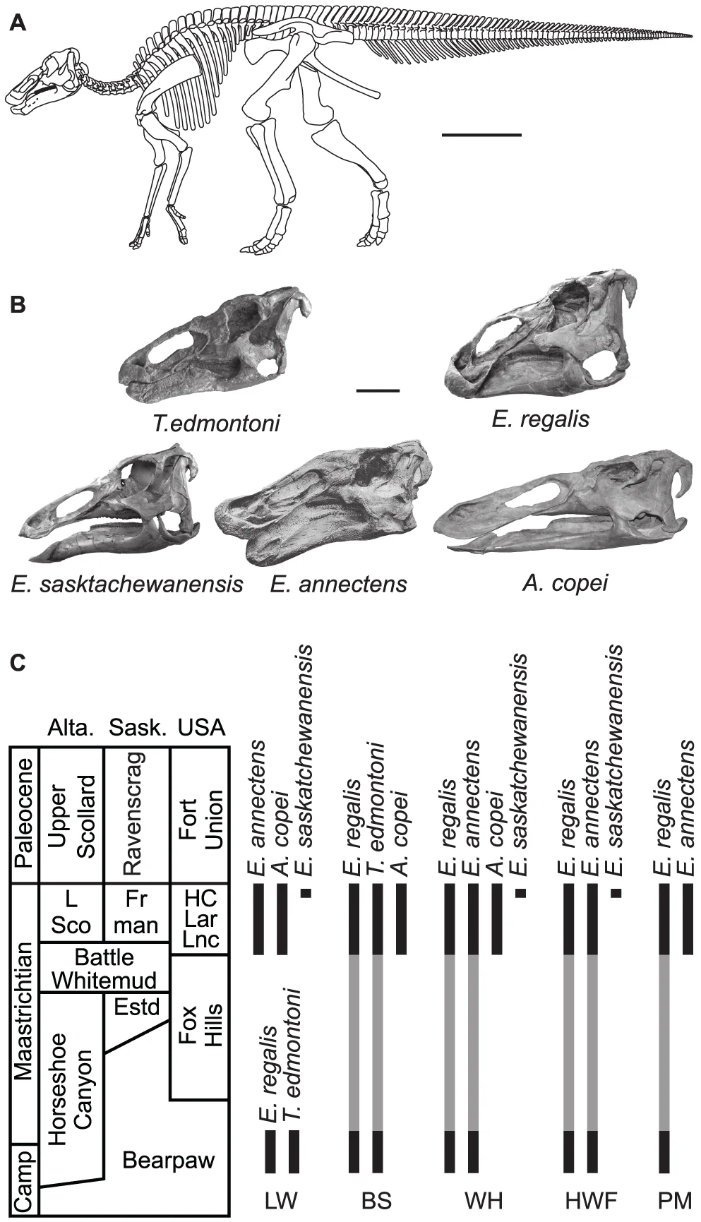 Figure 1. Type skulls and current biostratigraphic distributions of North American edmontosaurs.