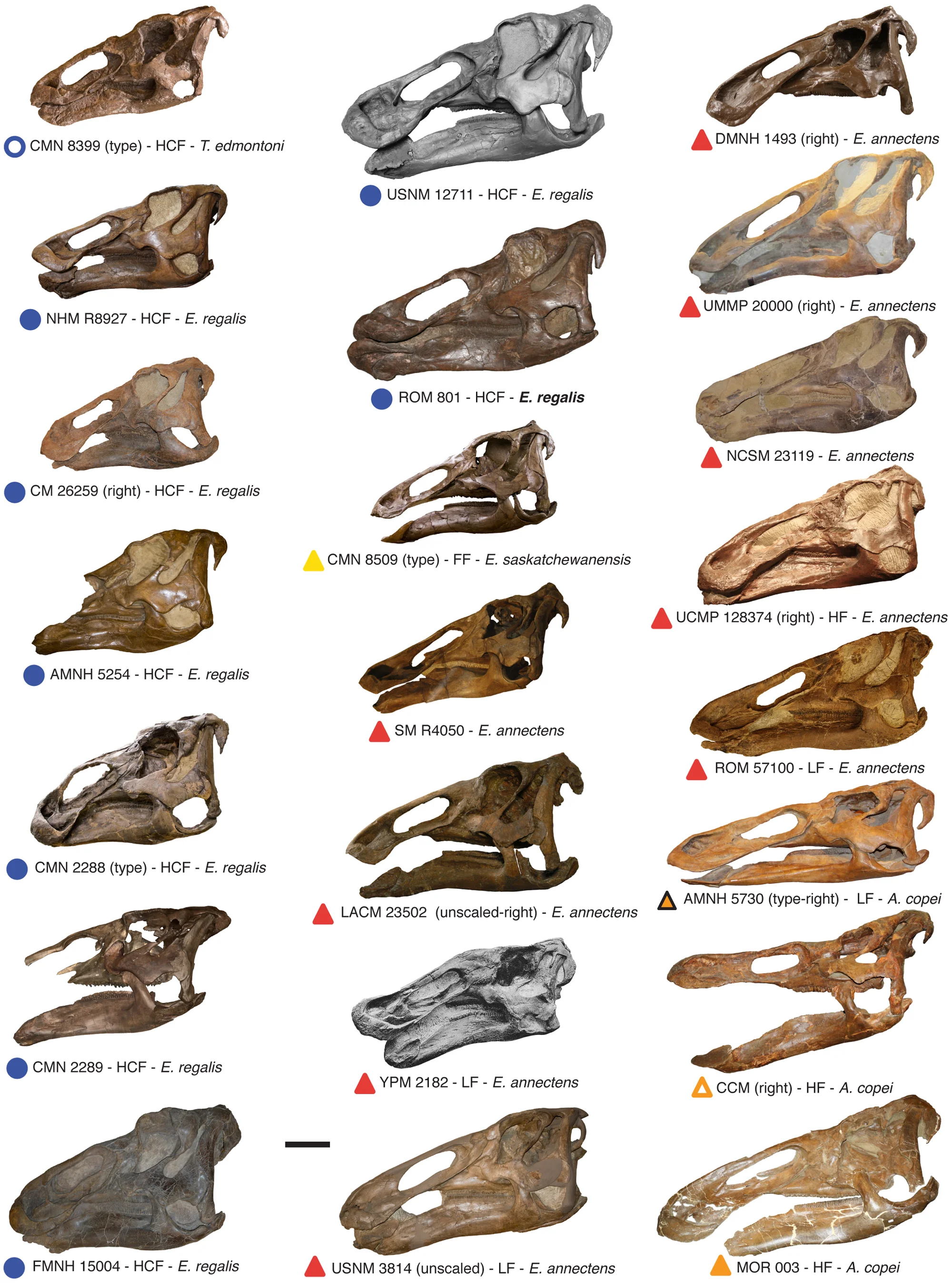 Figure 2. Compilation of virtually all known complete edmontosaur skulls from North America.