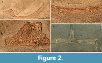 s figure2