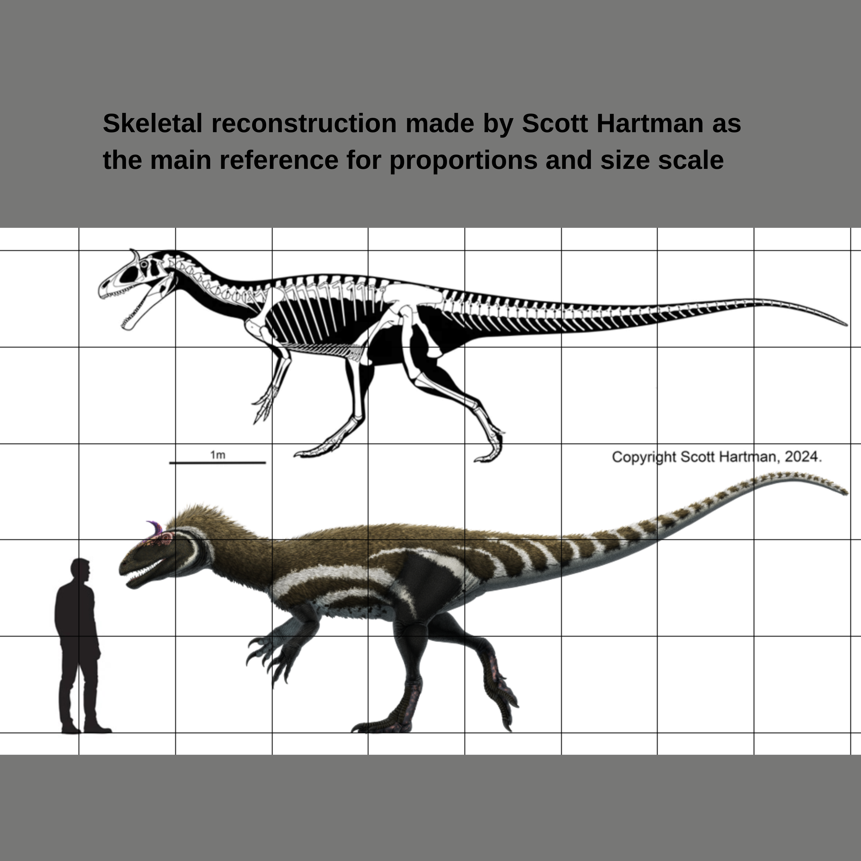 Skeletal reconstruction of Cryolophosaurus ellioti by Scott Hartman, used as the main reference for proportions and size scale. Comparison with human silhouette and 1-meter metric grid.