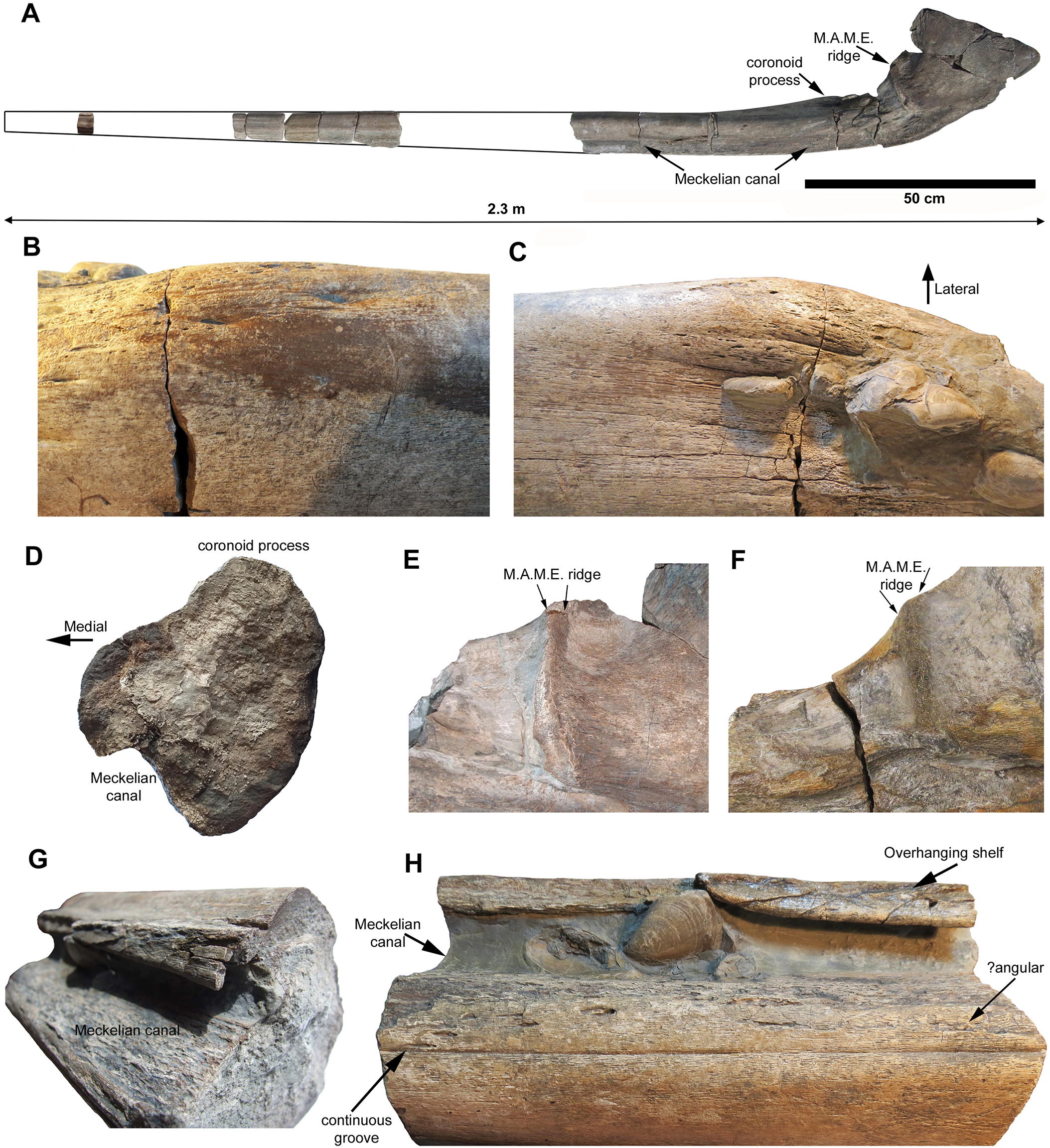 Fig 2. The holotype of Ichthyotitan severnensis gen. et sp. nov., a newly collected specimen (BRSMG Cg3178) comprising a very large, but incomplete right surangular (the ‘BAS Specimen’).