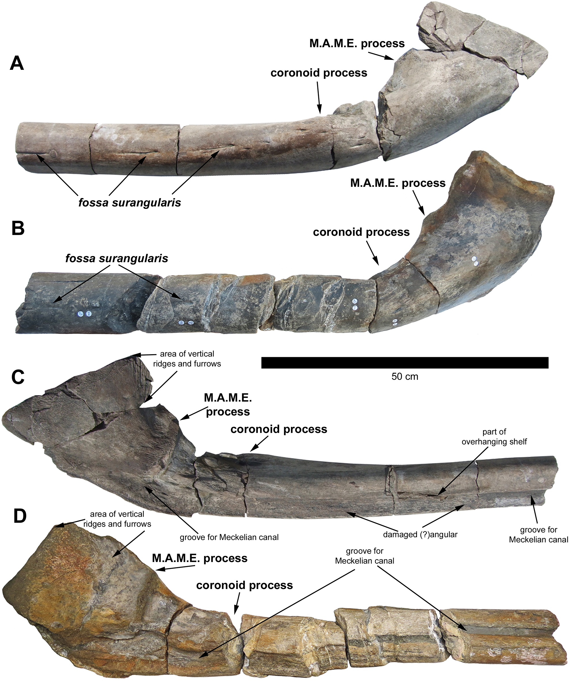 Fig 3. Comparison of the holotype (BRSMG Cg3178, A and C right surangular, BAS specimen) and referred specimen (BRSMG Cg2488, B and D left surangular, Lilstock specimen) of Ichthyotitan severnensis gen. et sp. nov. To ease comparison, A and C have been reversed.