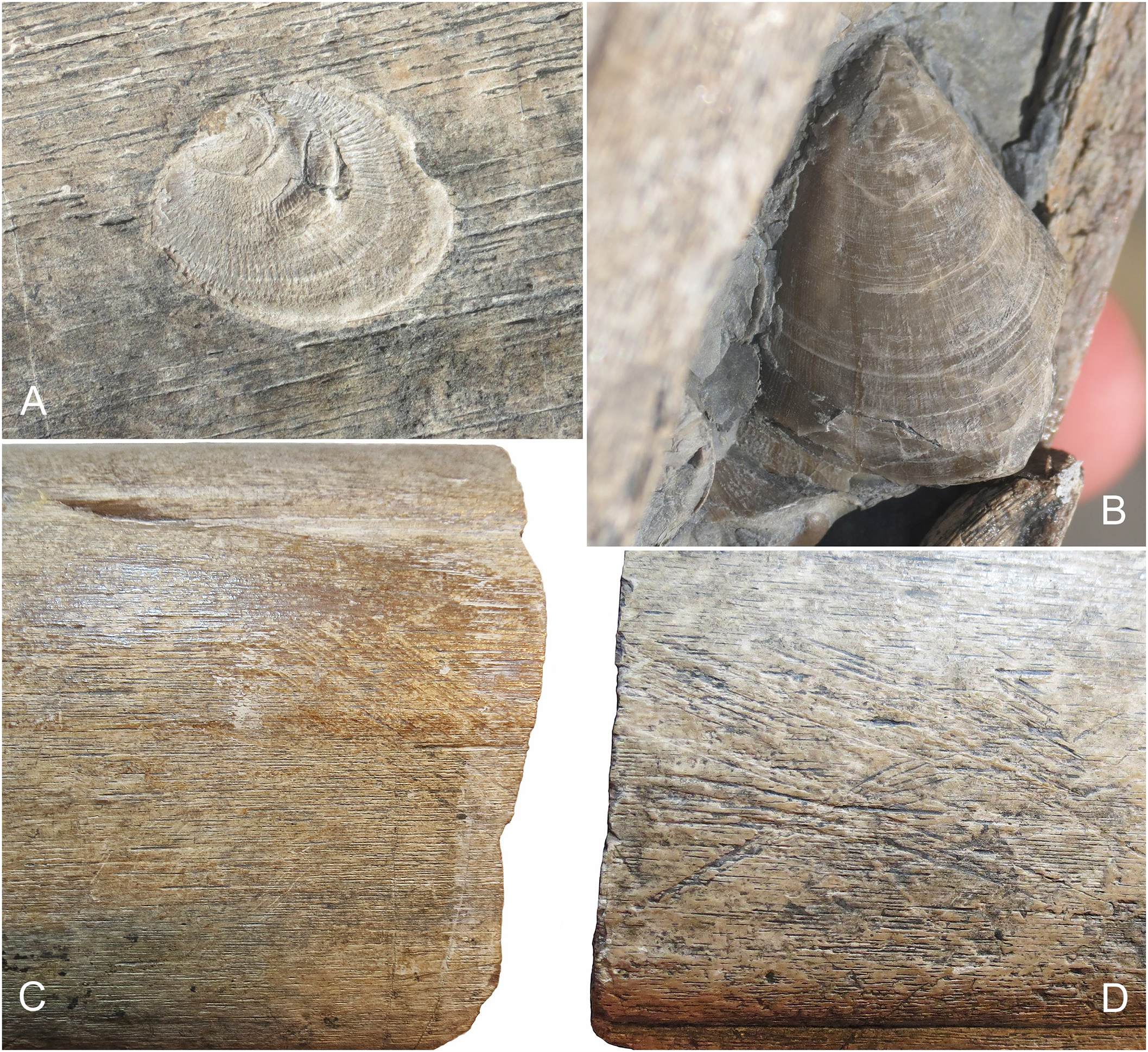 Fig 4. Invertebrate and trace fossils found on the bone surface of the BAS surangular, BRSMG Cg3178.