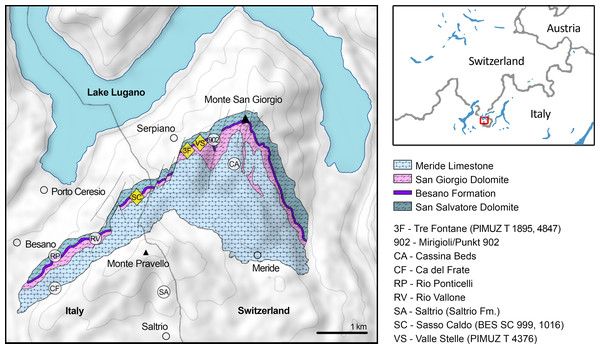 Figure 1: Relevant fossil sites in the Monte San Giorgio area. Map of the Monte San Giorgio area showing the Middle Triassic carbonate succession, the major paleontological quarries in the area (white circles), and the sites of origin of the specimens described in this paper (yellow rhombuses). Download full-size image DOI: 10.7717/peerj.11179/fig-1