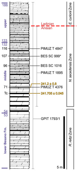 Figure 2: Stratigraphic log of the Besano Formation. Stratigraphic log of the Besano Formation at the Mirigioli/Punkt 902 outcrop, with the known stratigraphic positions of the specimens described. The stratigraphic position of PIMUZ T 1895 and GPIT 1793/1 is more uncertain, thus expressed by a range line. Log modified from Brack et al. (2005) ; dating (in millions of years) of layer 71 from Mundil et al. (1996) ; dating of Tc Tuffs (layers 66–68) from Wotzlaw, Brack & Storck (2017) . Download f