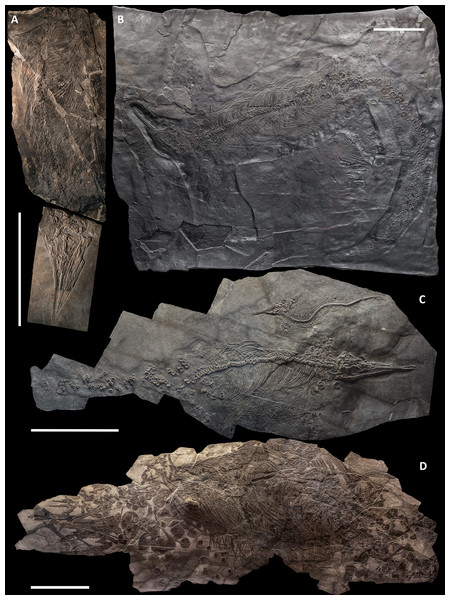 Figure 3: The most complete skeletons of Besanosaurus leptorhynchus . The most complete skeletons referable to Besanosaurus leptorhynchus . (A) PIMUZ T 1895; (B) BES SC 999; (C) PIMUZ T 4376 (with a Mixosaurus specimen above it); (D) PIMUZ T 4847. Scale bars represent 50 cm. Download full-size image DOI: 10.7717/peerj.11179/fig-3