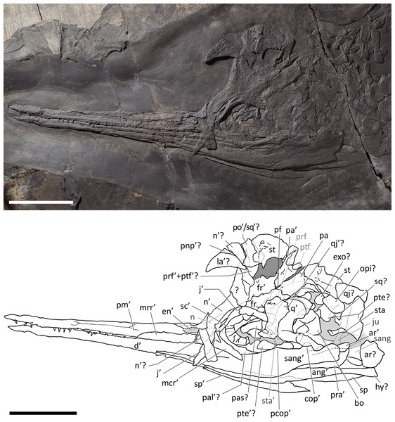 Figure 4: Skull and mandible of Besanosaurus leptorhynchus holotype. Skull and mandible of Besanosaurus leptorhynchus holotype BES SC 999, and their interpretative drawings. Grey dashed lines and grey labels indicate elements not visible on the surface, grey areas indicate background sediment, light grey areas indicate background bone. Abbreviations: see text. Scale bar represents 10 cm. Download full-size image DOI: 10.7717/peerj.11179/fig-4
