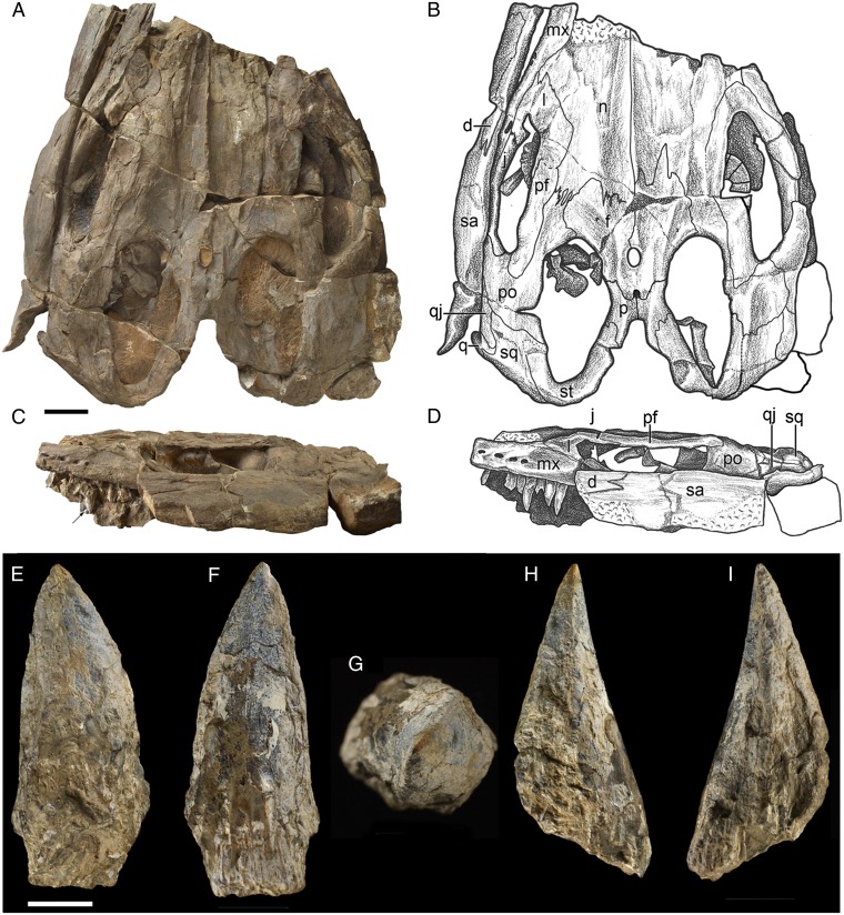 T. saurophagis gen. et sp. nov. FMNH PR 3032 from the middle Anisian (Middle Triassic) part of the Fossil Hill Member of the Favret Formation, Favret Canyon, Augusta Mountains, Nevada. ( A ) Photograph of the skull in dorsal view. ( B ) Drawing of same view. ( C ) Photograph of the skull in left lateral view. Note the flattening of the skull by sediment compaction. Arrow marks the maxillary tooth figured in E–I . ( D ) Drawing of same view. ( E–I ) Left maxillary tooth crown in ( E ) labial view