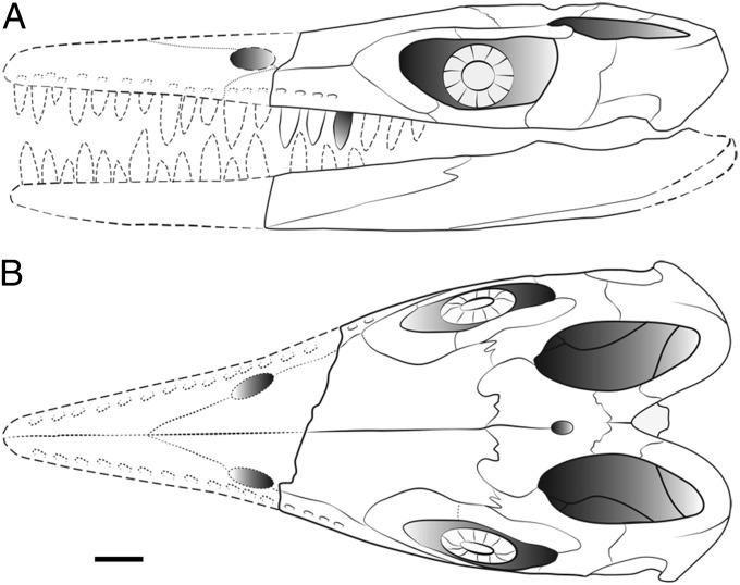 Reconstruction of the skull of T. saurophagis . ( A ) Left lateral view. ( B ) Dorsal view. Rostrum length is a conservative estimate. Tooth size is reconstructed as increasing anteriorly beyond the preserved part because the preserved posterior and middle maxillary teeth are unlikely to have been the largest teeth. (Scale bar: 100 mm.)