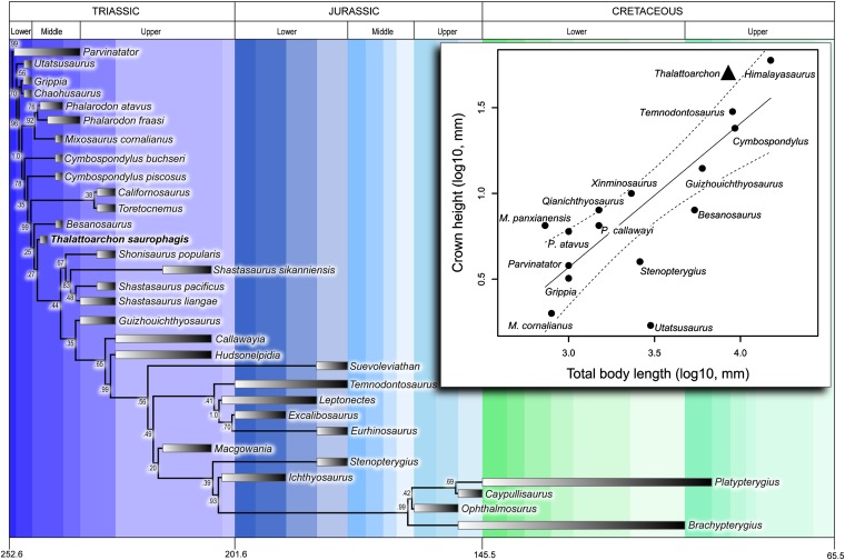 Time-calibrated phylogeny of Ichthyosauria based on a Bayesian analysis. See ref. 8 for details of the phylogenetic analysis. Stratigraphic ranges of taxa are based on ref. 24 . Note the very early appearance of Thalattoarchon . ( Inset ) Relative tooth size in ichthyosaurs. Thalattoarchon has the relatively largest teeth compared with body length in any ichthyosaur together with two smaller forms with crushing dentitions. The solid line represents the ordinary least square regression line, whic