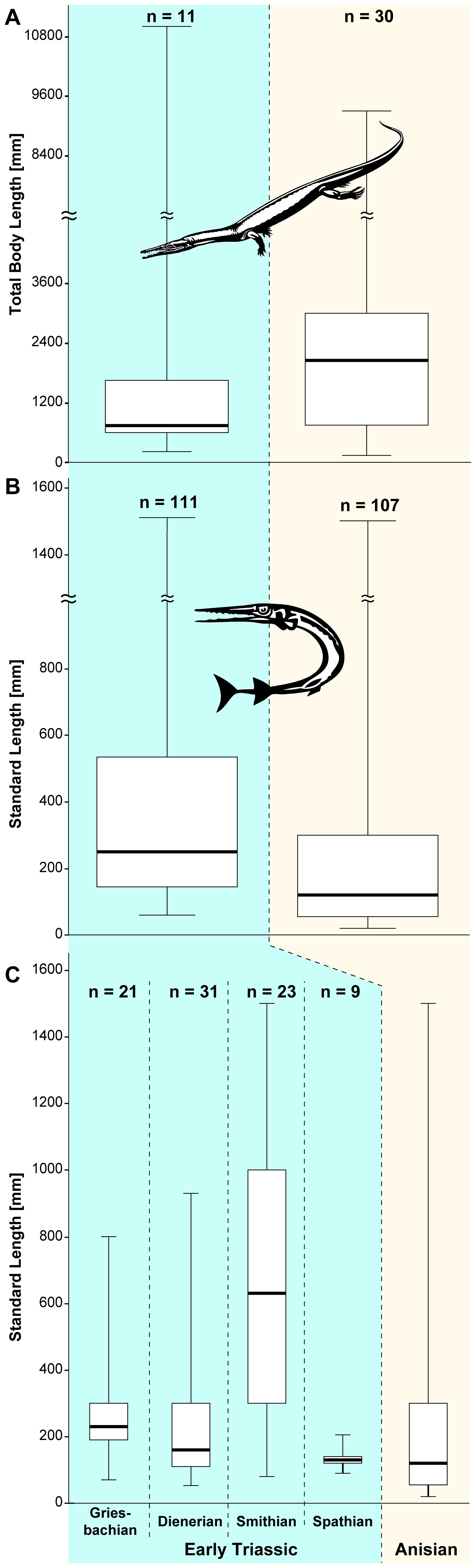 Figure 1. Boxplots showing maximum size ( =  total body length) of marine tetrapod (‘amphibians’, reptiles) and maximum standard lengths of marine non-tetrapod vertebrates (osteichthyans, chondrichthyians).