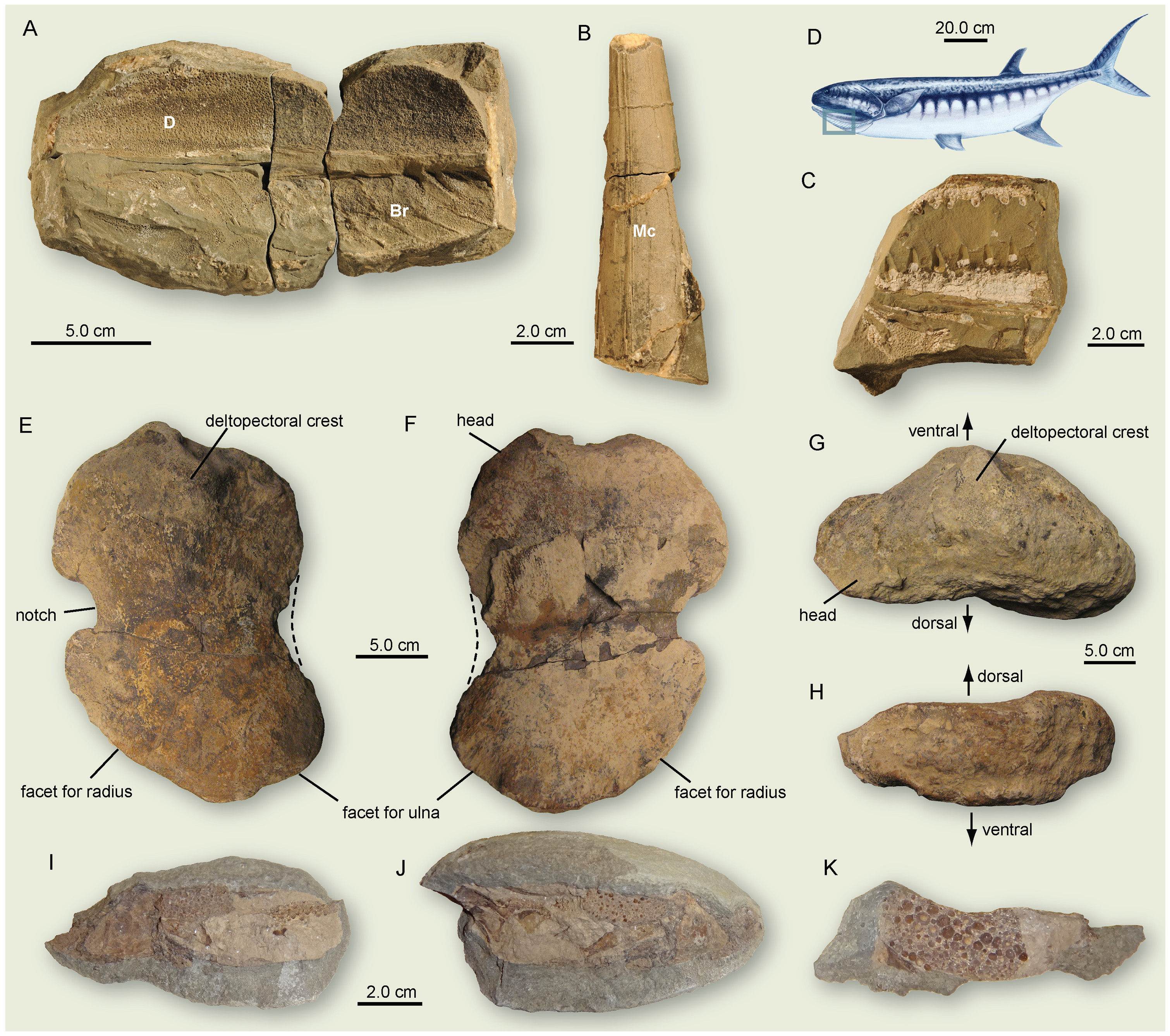 Figure 2. New fossil finds corroborating the presence of large predators in the Early Triassic.