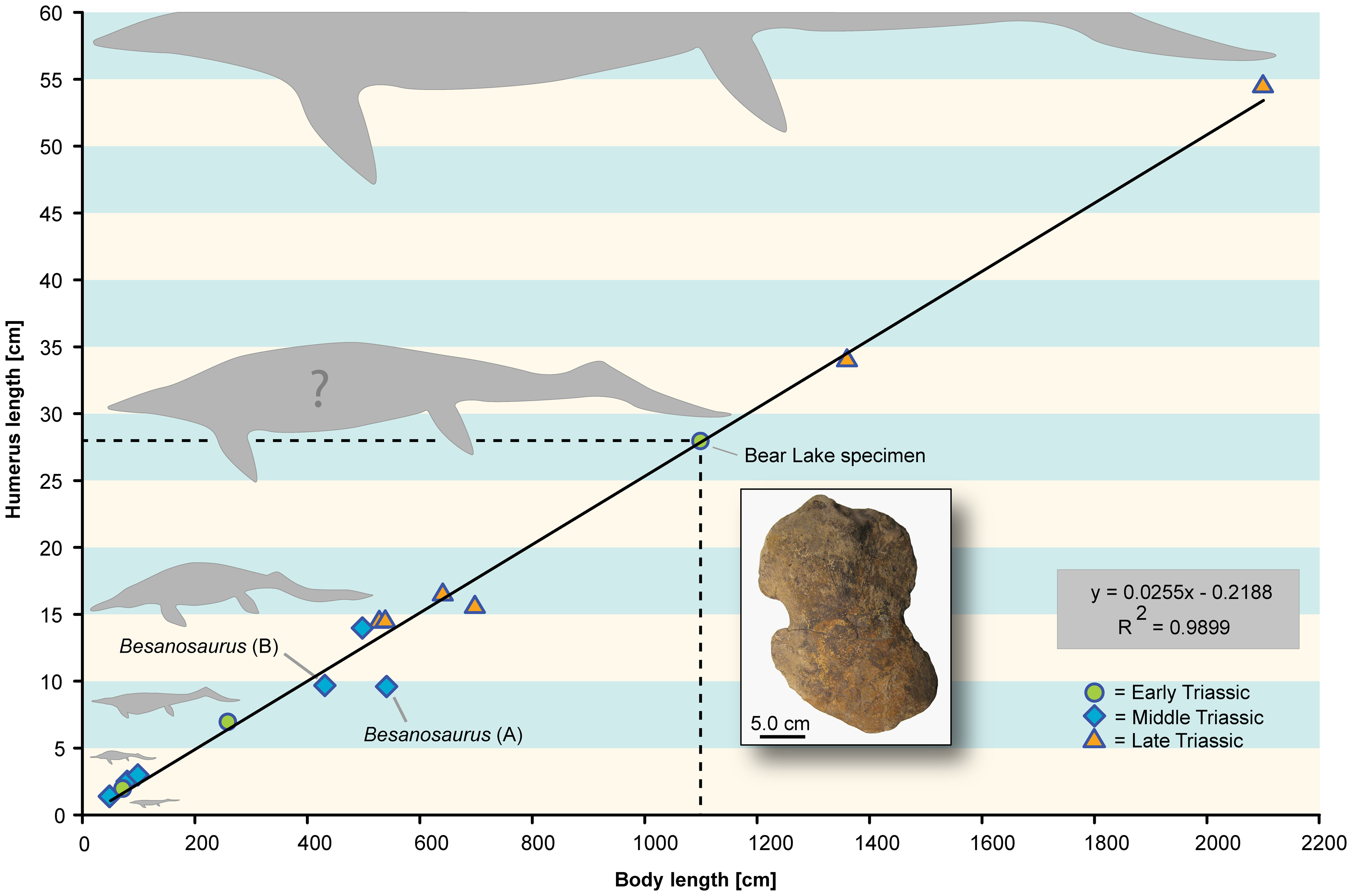 Figure 3. Humeral proximodistal length-body length relation in Triassic ichthyosaurs.
