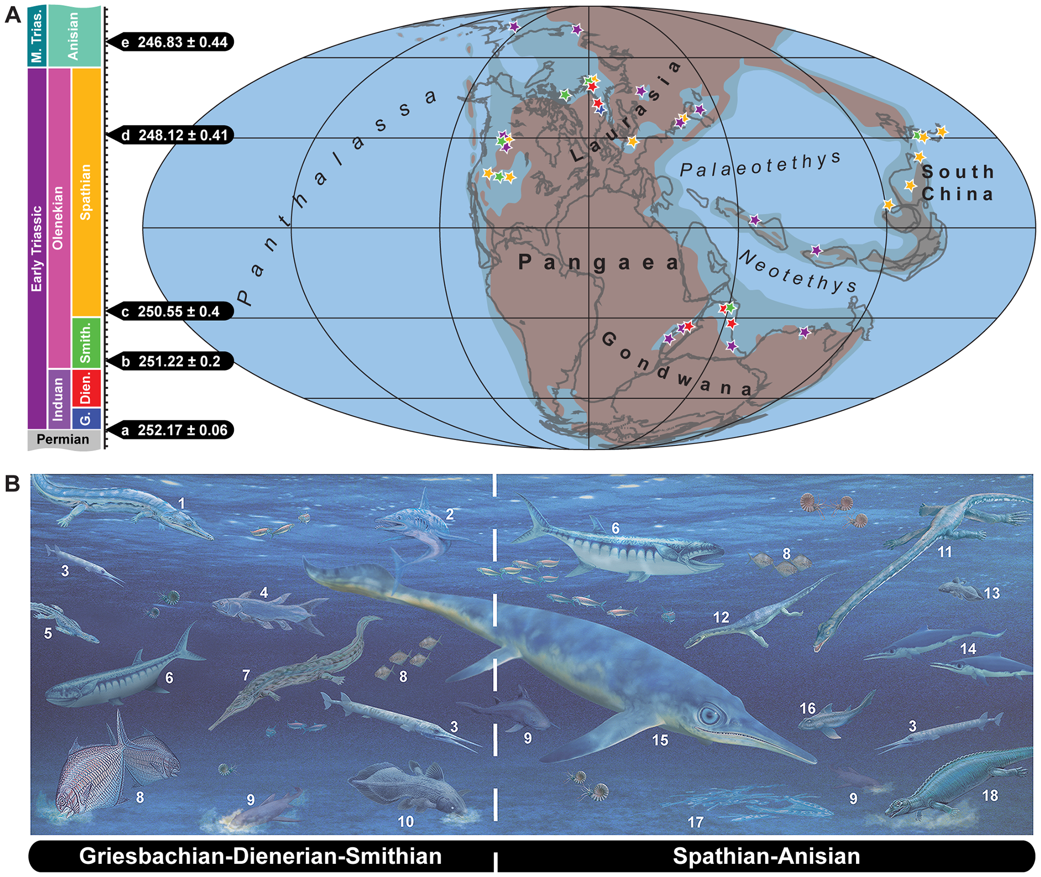 Figure 4. Spatial and stratigraphical distribution of Early Triassic and Anisian (early Middle Triassic) marine vertebrate predators.
