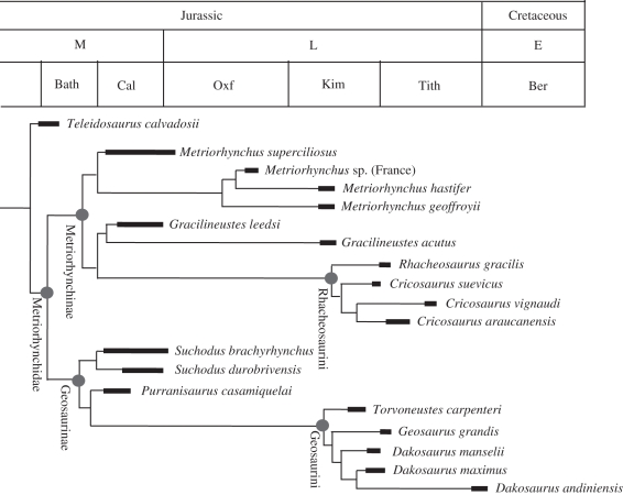 Evolutionary relationships of metriorhynchid species used in the analyses herein. We erect Rhacheosaurini (tribe novum); phylogenetically defined as the most inclusive clade including Rhacheosaurus gracilis but not Metriorhynchus geoffroyii and Gracilineustes leedsi (see electronic supplementary material for diagnosis).