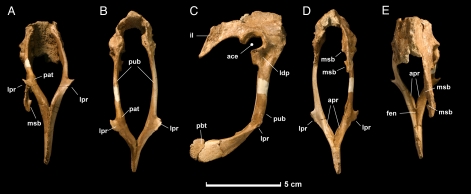 Holotype pelvic girdle (UALVP 48778) of Hesperonychus elizabethae from the late Campanian Dinosaur Park Formation of Alberta, Canada. ( A ) Ventral view. ( B ) Anterior view. ( C ) Right lateral view. ( D ) Posterior view. ( E ) Dorsal view. ace, acetabulum; apr, pubic apron; fen, fenestra; il, ilium; ldp, lateral depression; lpr, lateral process; msb, medial shelf of brevis fossa; pat, pathology; pbt, pubic boot; pub, pubis.