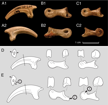 Pedal phalanges, cf. Hesperonychus . ( A ) Pedal phalanx II-3 (TMP 2000.12.100), from Dinosaur Provincial Park, Canada (reversed from left) in medial ( A1 ) and lateral ( A2 ) views. ( B ) Right pedal phalanx II-2 (TMP 1983.67.7) in medial ( B1 ) and lateral ( B2 ) views. ( C ) Right pedal phalanx II-1 (1989.116.65) in medial ( C1 ) and lateral ( C2 ) views. ( D and E ) cf. Hesperonychus specimens ( D ) compared with Saurornitholestes langstoni ( E ), a typical member of the Eudromaeosauria. Der