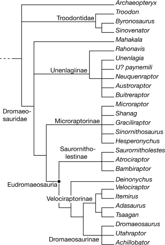 Strict consensus of 5,292 most parsimonious trees resulting from phylogenetic analysis of 23 in-group taxa, 4 out-group taxa, and 114 characters. H. elizabethae was found to be part of the clade Microraptorinae. Tree length = 223, consistency index = 0.5430, retention index = 0.6930, rescaled consistency index = 0.3791.