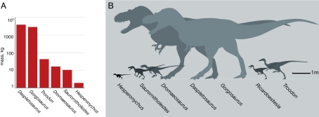 Size of H. elizabethae and other carnivorous dinosaurs from the Dinosaur Park assemblage of Alberta. ( A ) Comparison of body mass of H. elizabethae and other carnivorous dinosaurs (a mass estimate is not given for Ricardoestesia , which is known only from teeth and dentaries). ( B ) Relative size of Hesperonychus and other predatory dinosaurs from the assemblage.