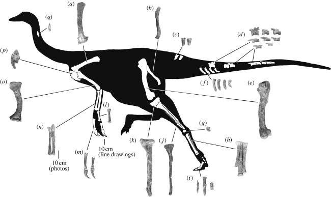Overview of skeletal elements preserved with holotype (FRDC-GS GJ (06) 01–18) of B. grandis : ( a ) left scapula; ( b ) left ischium; ( c ) anterior caudal neural spines; ( d ) mid-caudal vertebrae; ( e ) left femur; ( f ) mid-caudal chevrons; ( g ) right calcaneum; ( h ) left metatarsus; ( i ) left metatarsal I and pedal phalanges from digits I, II, IV; ( j ) right fibula; ( k ) right tibia; ( l ) right metacarpal III; ( m ) right manus phalanges I-1, I-2, II-3 and III-4; ( n ) left radius and 