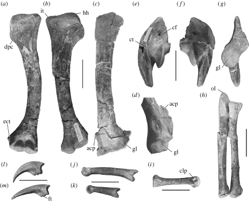Pectoral girdle and forelimb elements of the holotype specimen (FRDC-GS GJ (06) 01–18) of B. grandis . ( a , b ) Left humerus in rostral and caudal views; ( c ) left scapula in lateral view; ( d ) glenoid region of left scapula in caudal view; ( e–g ) left coracoid in lateral, medial and dorsal views; ( h ) left radius and ulna in medial view; ( i ) right metacarpal III in lateral view; ( j–m ) right phalanges I-1, I-2, III-3 and III-4 in medial views. Abbreviations: acp, acromion process; cf, c