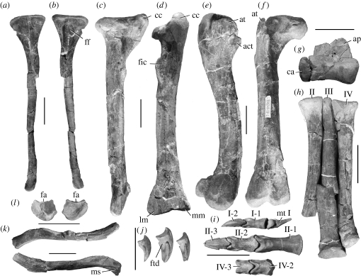 Pelvic girdle and hindlimb elements of the holotype specimen (FRDC-GS GJ (06) 01–18) of B. grandis : ( a , b ) left fibula in lateral and medial views; ( c , d ) right tibia in medial and rostral views; ( e , f ) right femur in lateral and rostral views; ( g ) right proximal tarsals in rostral view; ( h ) right metatarsus in dorsal (extensor) view; ( i ) metatarsal I and phalanges of digits I, II and IV of right foot; ( j ) pedal unguals of digits I, II and IV in oblique ventromedial view; ( k )