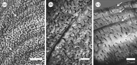 Details of histological section of the distal part of the fibular diaphysis of the holotype (FRDC-GS GJ (06) 01–18) of B. grandis : ( a ) lines of arrested growth (LAGs) near the centre of fibular section; ( b ) detail of transition between LAG and annulus in one of the growth rings ( Erickson 2005 ); and ( c ) details of the last four LAGs approaching the outer cortex of the fibula, demonstrating that FRDC-GS GJ (06) 01–18 was still growing, albeit more slowly, at the time of death.