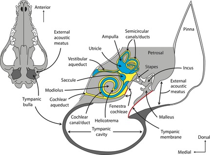 Cross‐section through the head of a domestic dog ( Canis familiaris ) showing structures of outer, middle, and inner ears (modified from Evans, 1993 ). Blue indicates structures of the membranous labyrinth, yellow indicates structures of the bony labyrinth, and red indicates the primary (eardrum) and secondary (spanning fenestra cochleae) tympanic membranes.
