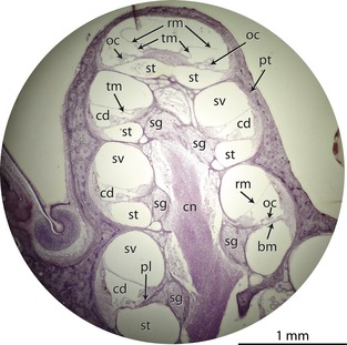 Cross‐section through the cochlea of a guinea pig ( Cavia porcellus ; Ekdale, personal collection) with internal structures labeled. bm, basilar membrane; cd, cochlear duct (scala media); cn, cochlear branch of cranial nerve VIII within modiolus; oc, organ of Corti; pl, primary bony lamina; pt, petrosal bone (surrounding cochlea); rm, Reissner's membrane; sg, spiral ganglion canal within root of primary bony lamina; st, scala tympani; sv, scala vestibuli; tm, tectorial membrane.