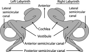 Line drawings of left and right bony labyrinths of a generalized mammal in dorsal view.