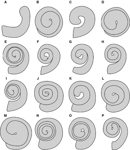 Line drawings of right cochleae in vestibular for a diversity of mammals. (A) Platypus ( Ornithorhynchus anatinus ); (B) opossum ( Didelphis virginiana ); (C) Mesozoic eutherian ( Kulbeckia kulbecke ); (D) elephant shrew ( Macroscelides proboscideus ); (E) pig ( Sus scrofa ); (F) humpback whale ( Megaptera novaeangliae ); (G) bottlenose dolphin ( Tursiops truncatus ); (H) horse ( Equus caballus ); (I) cat ( Felis catus ); (J) greater horseshoe bat ( Rhinolophus ferrumequinum ); (K) flying fox ( 