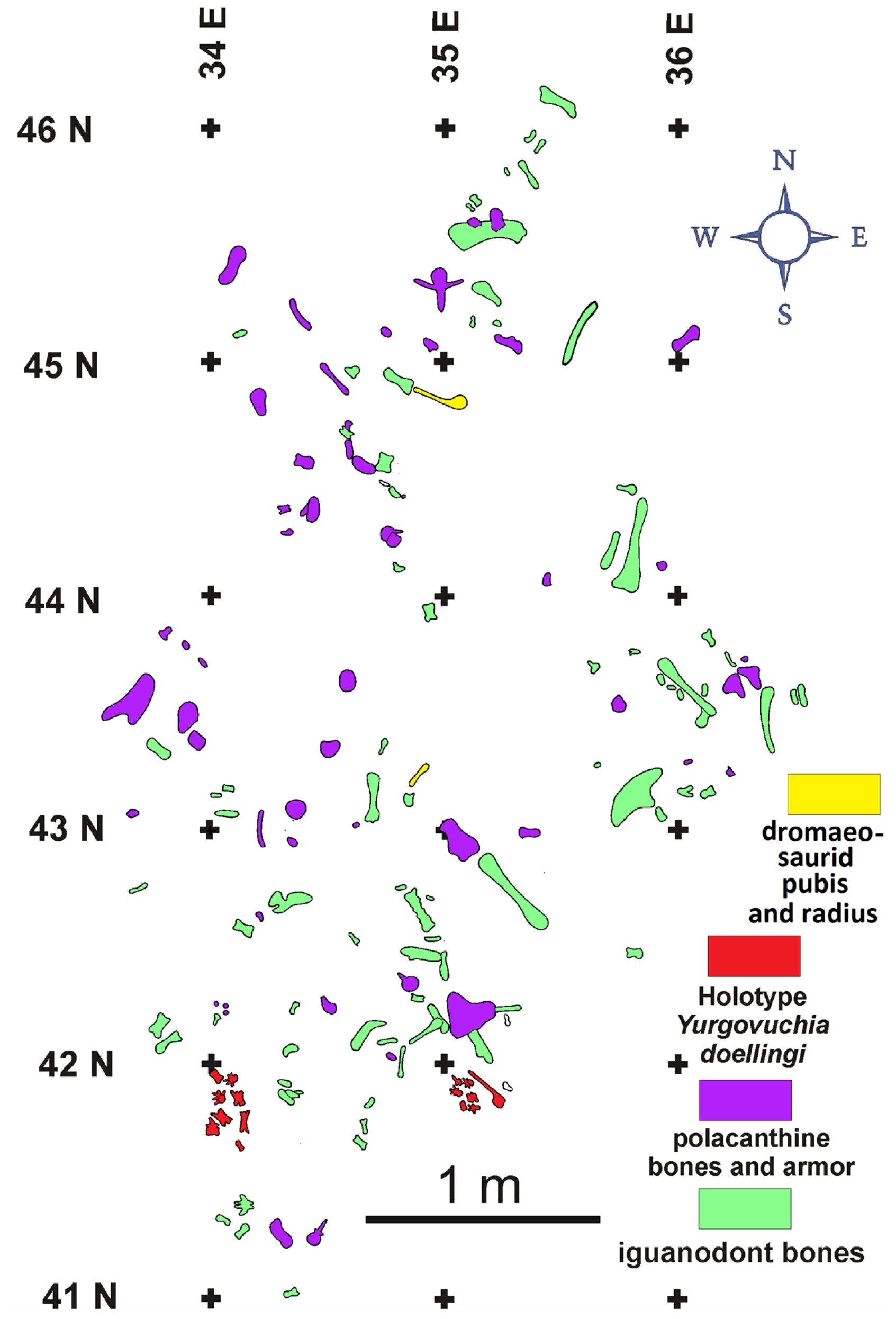 Figure 3. A small portion of the Doelling’s Bowl dinosaur bone bed at Don’s Place showing the disposition of bones assigned to the type specimen of Yurgovuchia doellingi .