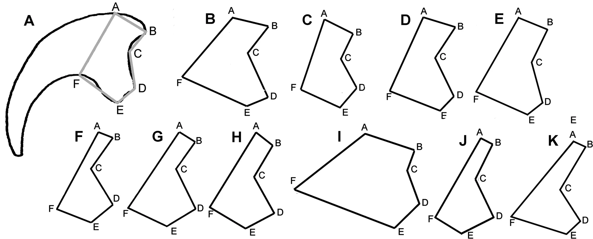Fig 2. Shape-graphing of dromaeosaurid second pedal unguals.