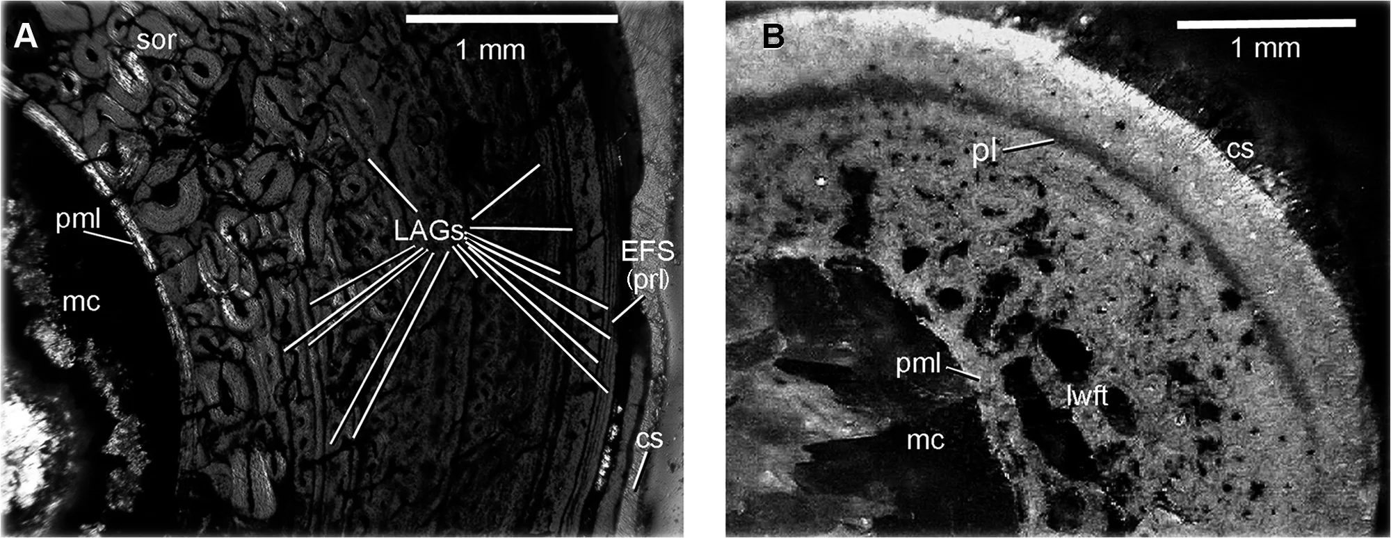 Fig 3. Histology of the radius of D . antirrhopus .