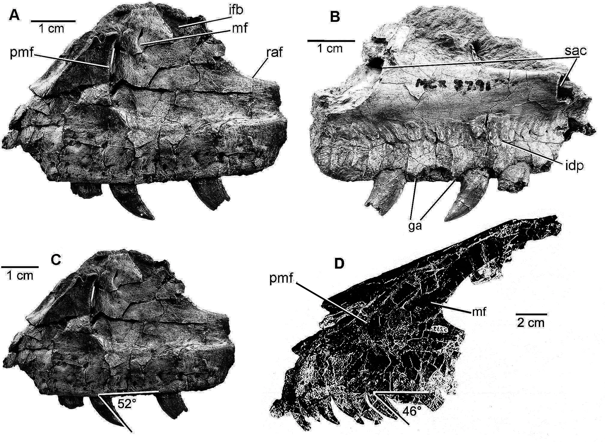 Fig 4. Maxilla of D . antirrhopus .