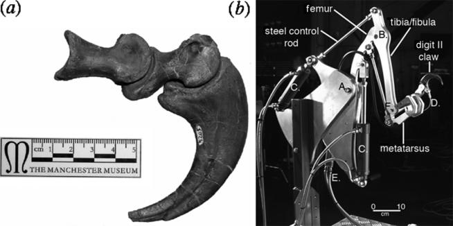 ( a ) Hypertrophied ungual claw on pedal digit II of Deinonychus antirrhopus (Yale Peabody Museum 5025). Scale bar, 5 cm. ( b ) Hydraulic dromaeosaur limb. Scale bar, 10 cm.