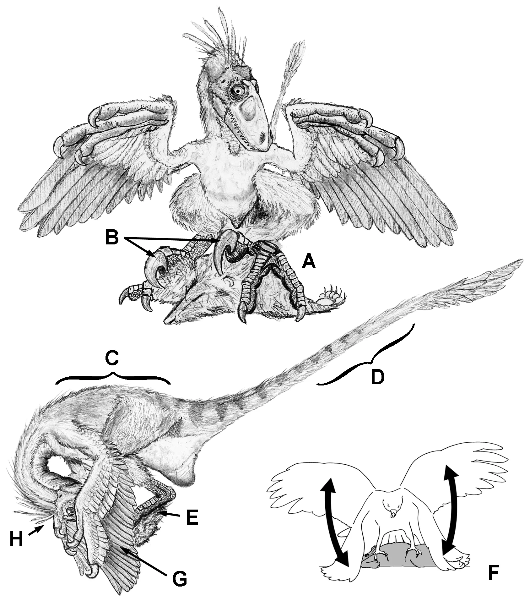 Figure 1. RPR “ripper” behavioural model, illustrated by a small dromaeosaurid.