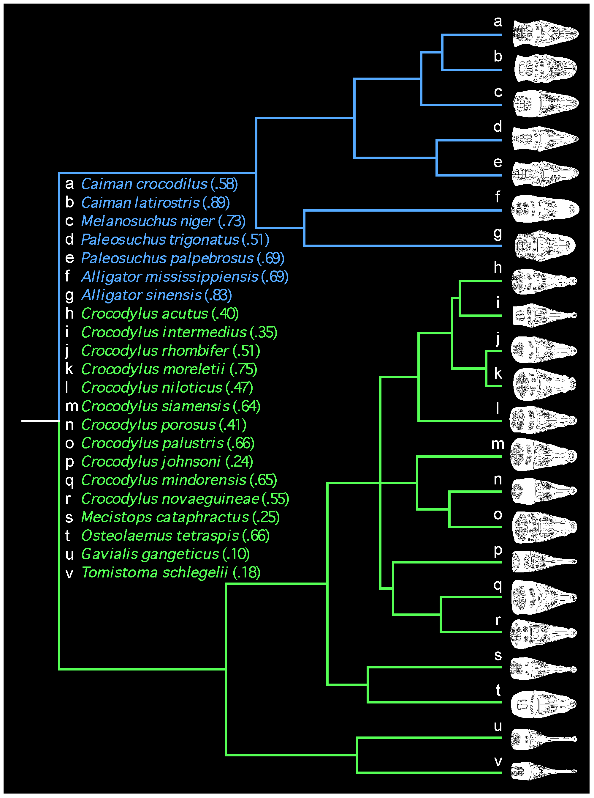 Figure 1. Phylogenetic hypothesis for extant Crocodylia showing variation in rostral proportions.