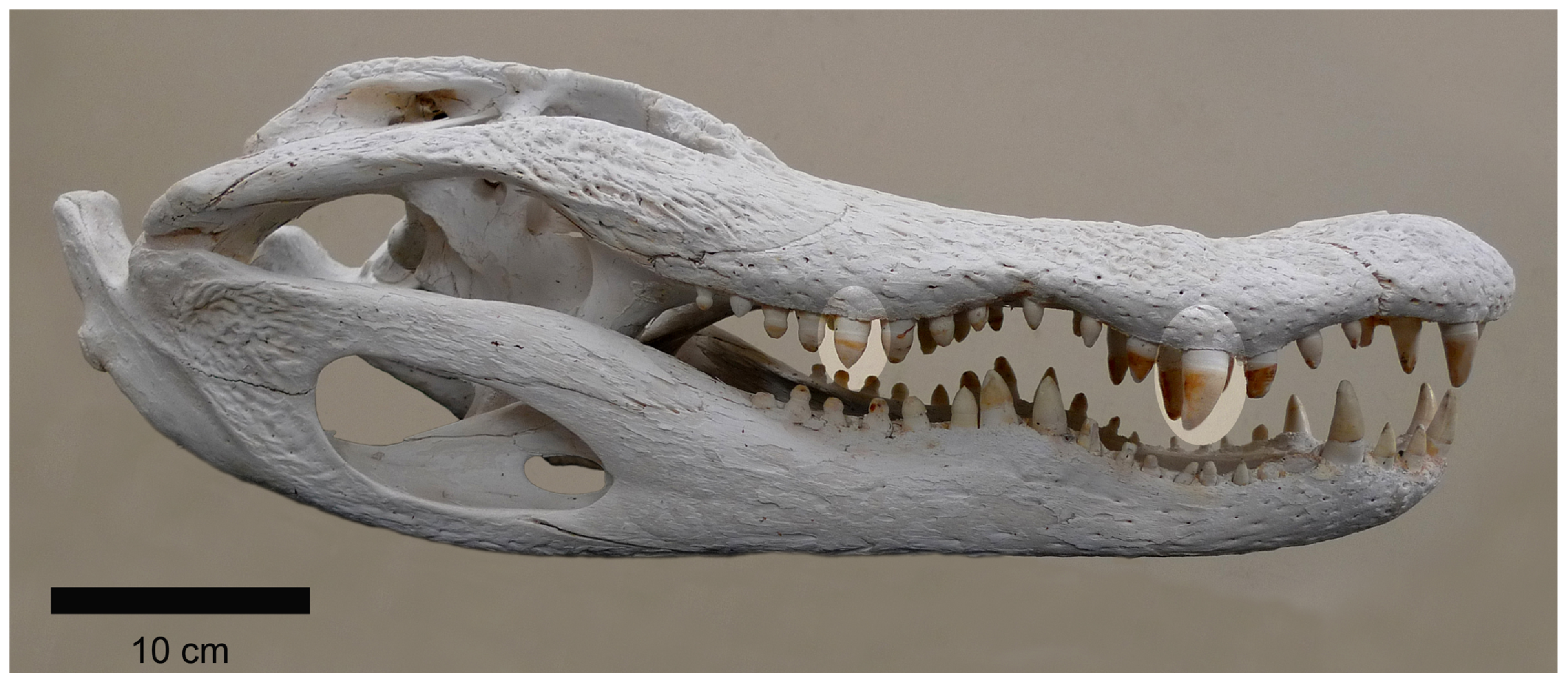 Figure 2. Skull and jaws of a wild adult American alligator ( Alligator mississippiensis ) showing the prominent teeth used for initially seizing and crushing prey.